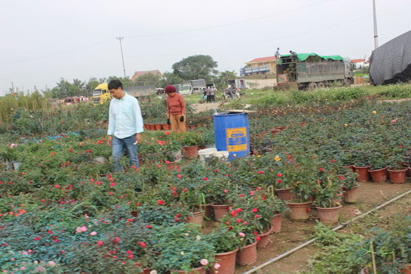 ghe thu phuquot hoa xuan quan ngay can tet