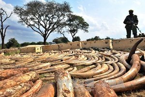 togo bat mot nguoi viet van chuyen gan 4 tan nga voi