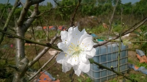 ha noi hoa dao trang duoc ban rong rai