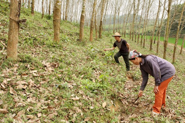 “Đại gia” giãi bày cái khó khi đầu tư vào nông nghiệp