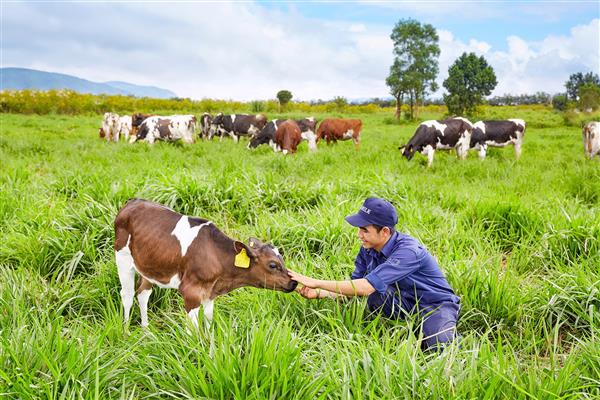 TP.HCM sẽ phối hợp với Vinamilk hỗ trợ nông dân phát triển đàn bò sữa