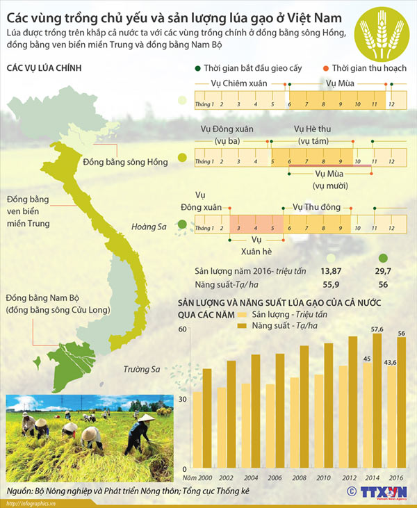 infographic cac vung trong chu yeu va san luong lua gao o viet nam