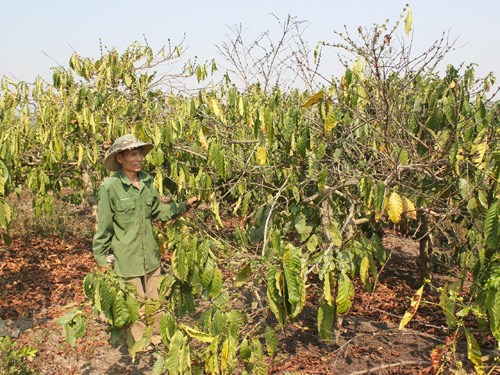 Tây Nguyên: 167.000ha cây trồng có nguy cơ thiếu nước