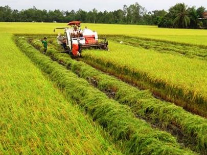 Thể chế ngành lúa gạo cần những thay đổi bước ngoặt