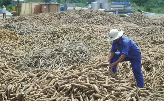 Khan nguyên liệu, giá xuất khẩu sắn tăng vọt