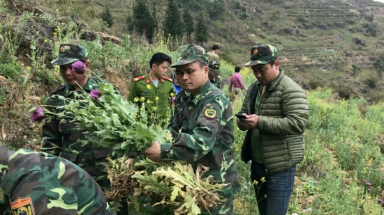 Biên phòng thu giữ 229,47 kg ma túy các loại trong quý I