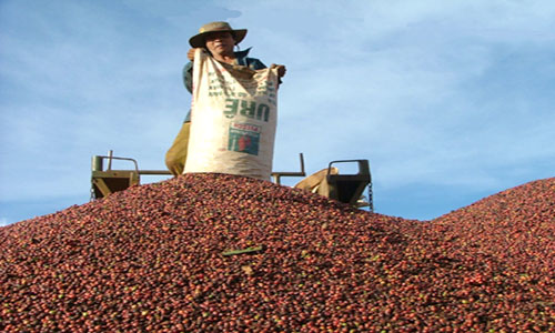 Cà phê rớt giá, nông dân “om” hàng