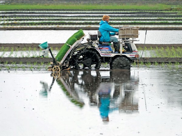 Nông dân Nhật hướng tới sản xuất thóc gạo giá rẻ để xuất khẩu