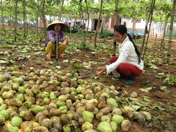 Nhiều biện pháp khai thông thị trường nông sản