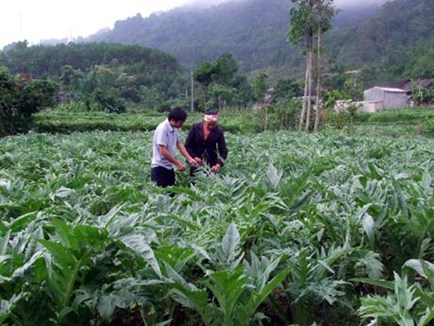 Phát triển dược liệu Việt: Điệp trùng khó khăn!