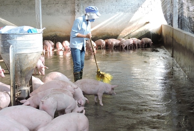 Các bộ, ngành và doanh nghiệp cam kết chung tay “giải cứu” thịt lợn