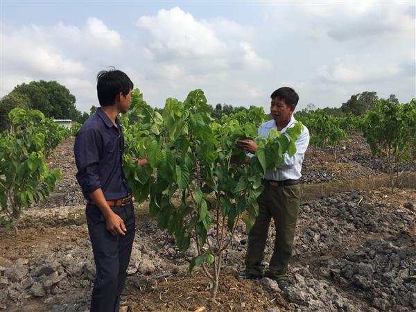 Hợp tác xã giúp nông dân sản xuất và tiêu thụ trái cây bền vững