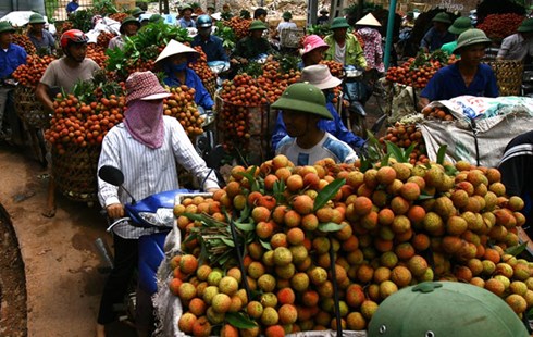 Tính trước cho quả vải