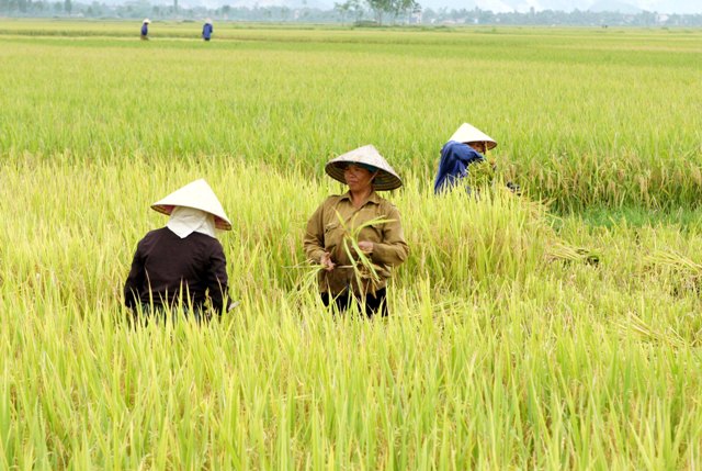 Nhiều năm tới, xuất khẩu nông sản vẫn chật vật?