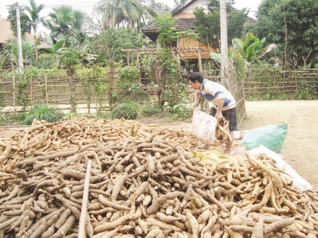 Nghịch cảnh ngành sắn