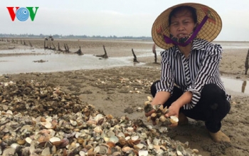 nguyen nhan ca chet hang loat can cau tra loi minh bach