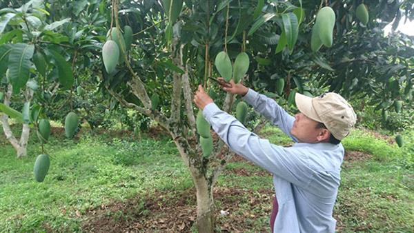 Lô hàng xoài tượng da xanh Sơn La đầu tiên chuẩn bị xuất Úc