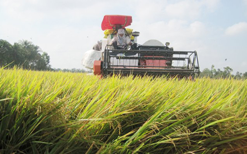 Đấu thầu bán gạo cho Philippines: cả Việt Nam và Thái Lan đều bỏ giá cao