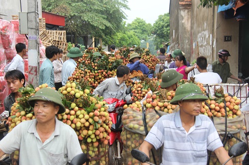 Thúc đẩy XK nhiều mặt hàng hoa quả vào thị trường khó tính