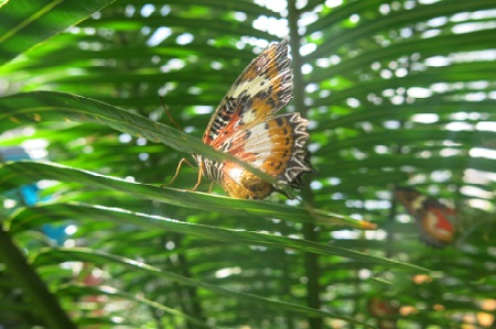 nhung dieu khong nen bo lo khi den malacca