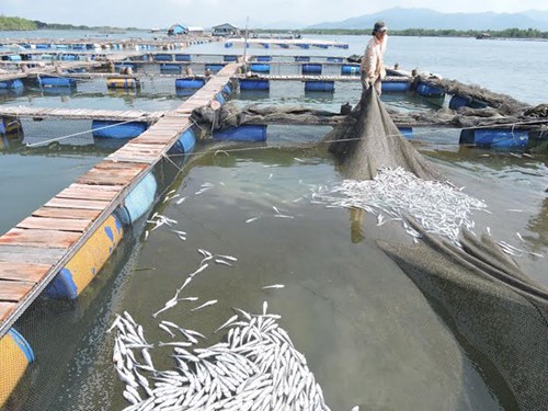 14 doanh nghiệp bị kiện vì xả thải làm cá chết hàng loạt