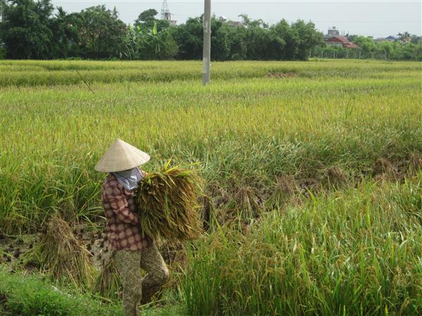 Lần đầu tiên ngành nông nghiệp không tăng trưởng