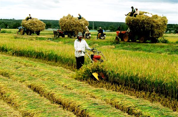 Chính sách cho nông dân: Đổi tư duy để nâng hiệu quả