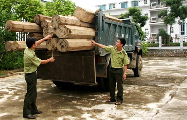 Tổng cục Lâm nghiệp phản hồi về lô gỗ vướng quy định CITES tại Hà Tĩnh