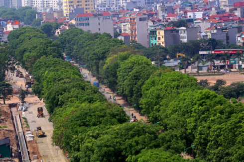 bi thu ha noi neu bat buoc thi phai di doi 1300 cay xanh