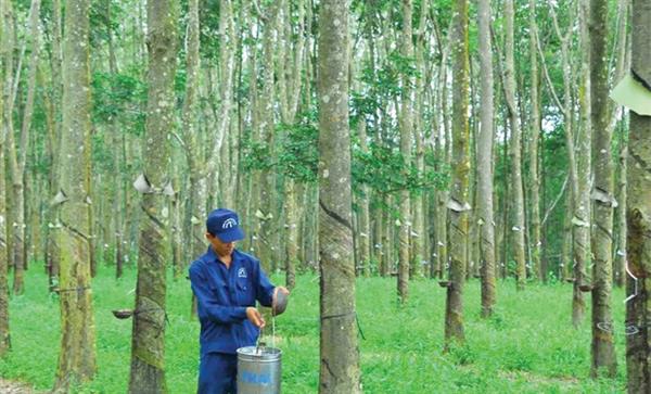 cao su phuoc hoa dat tren 76 trieu usd doanh thu xuat khau