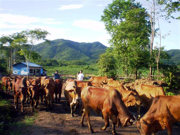 Triển khai các giải pháp phát triển chăn nuôi bền vững