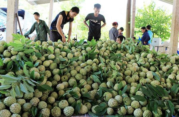 nguoi dan thu do sap thoa suc thuong thuc na chi lang chinh hieu