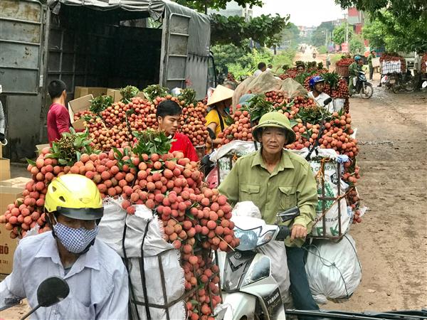 Đã xuất khẩu được hơn 20.000 tấn vải thiều Lục Ngạn