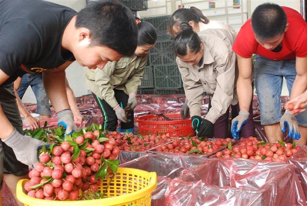 Trên 87.000 tấn vải xuất khẩu giá tốt, không có chuyện ép giá, ép cân