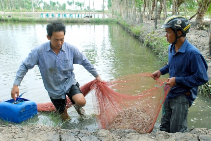 Thông tin Việt Nam sản xuất tôm ít, xuất khẩu nhiều là sai lệch