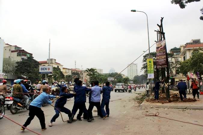 trong moi cay lat hoa tren duong nguyen chi thanh