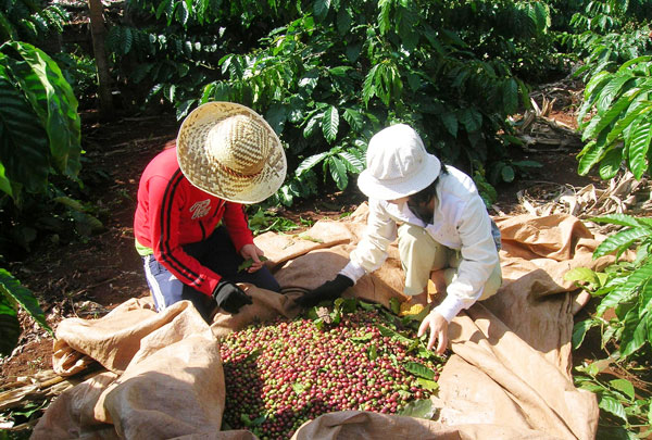 &quot;Cởi trói&quot; cho cà phê