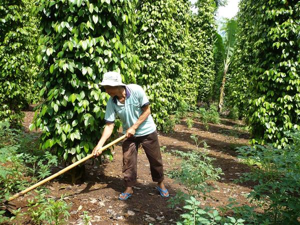 Cảnh báo doanh nghiệp hồ tiêu thận trọng giao dịch