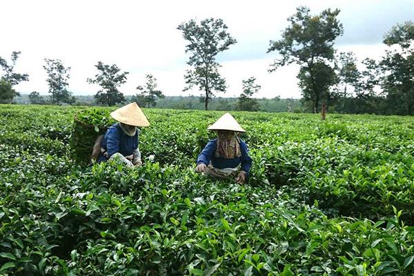 Đức Long Gia Lai mua lại thương hiệu chè và cà phê của Gia Lai