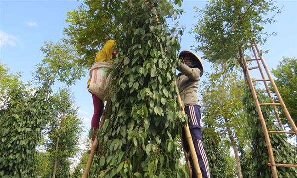 Giá hồ tiêu giảm 3 tháng liên tiếp