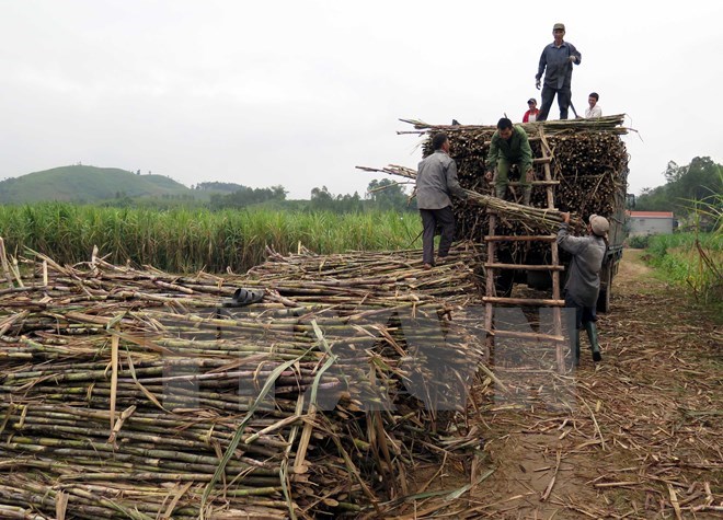 Yêu cầu các doanh nghiệp mía đường không tạo tâm lý khan hiếm ảo