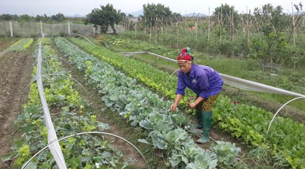 Làn sóng sản xuất sạch đang lan nhanh trong ngành nông nghiệp