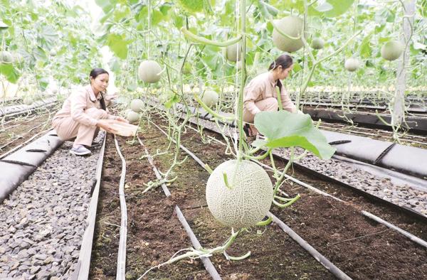 Thu hút doanh nghiệp nông nghiệp: Tạo cơ chế thay vì hỗ trợ bao nhiêu tiền