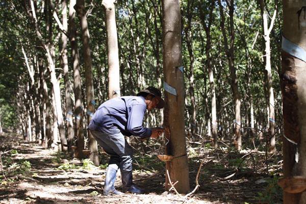 Nhập khẩu cao su: Tăng vọt có đáng lo?