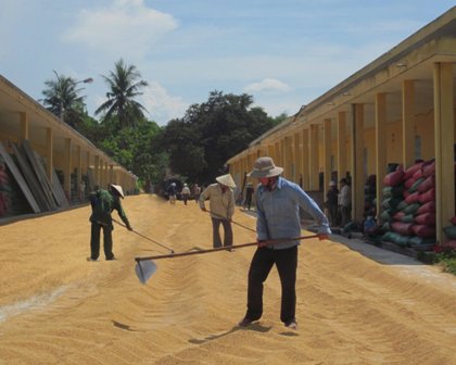 Bác thông tin mập mờ bán lúa dự trữ khu vực Nam Trung Bộ