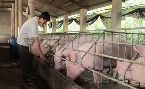 Tăng cường kiểm tra để loại bỏ chất cấm trong chăn nuôi