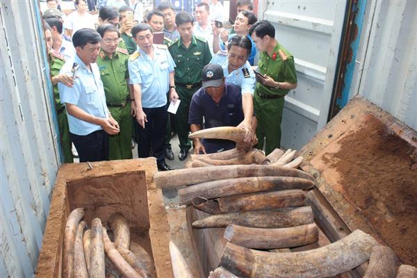 Vụ hơn 2 tấn ngà voi đưa vào tập huấn kỹ năng phân tích tội phạm về động vật hoang dã