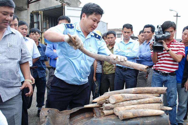 Hải quan Hải Phòng: Phát hiện, xử lí 11 vụ vận chuyển trái phép ngà voi