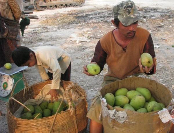 Xoài nhập lậu tăng mạnh do... vướng quy định kiểm dịch thực vật