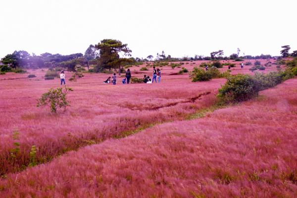 doi co hong dep nhu tranh o da lat hut khach ngay dau dong